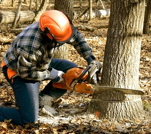 Tree Removal in Sallis, MS